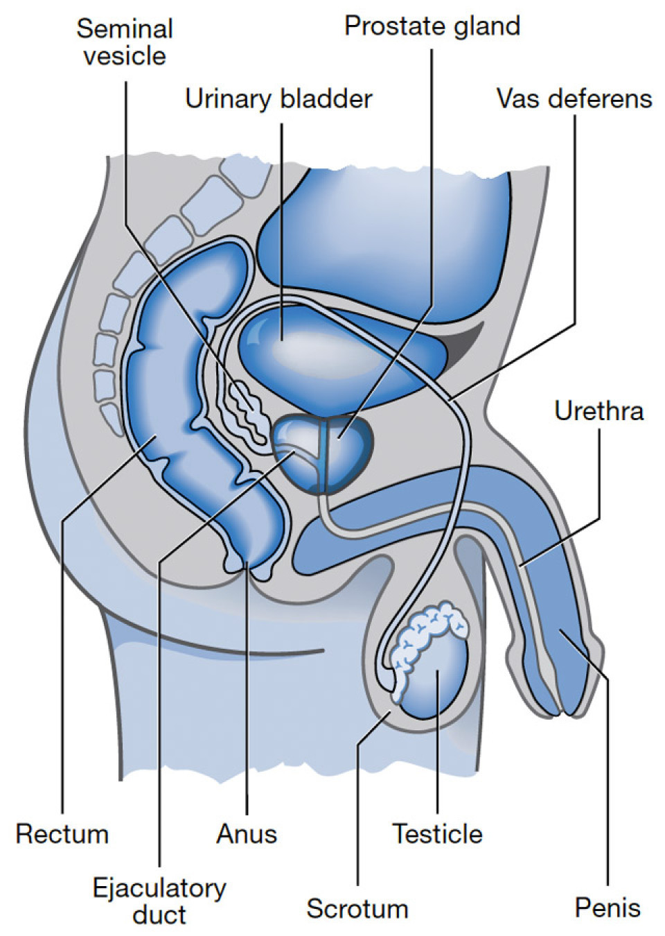 Male Reproductive System Diagram